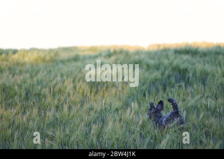 Niedlicher 1 Jahr alter grauer silberner Pudel-Hund, der bei Sonnenuntergang fröhlich durch ein Maisfeld springt Stockfoto