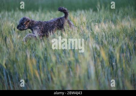 Niedlicher 1 Jahr alter grauer silberner Pudel-Hund, der bei Sonnenuntergang fröhlich durch ein Maisfeld springt Stockfoto