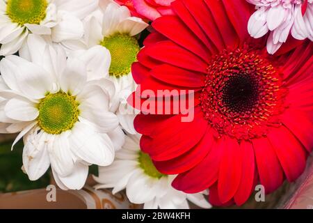 Ein schöner Strauß roter Gerberas und weißer Chrysanthemen. Hintergrund der Blume Stockfoto