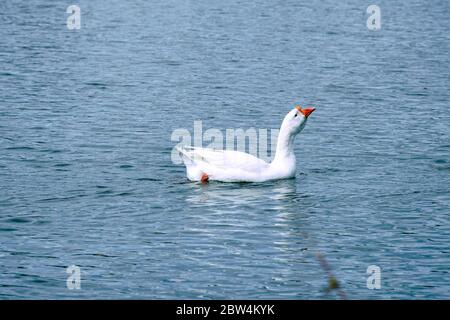 Eine heimische weiße Gans schwimmt auf dem blauen Wasser eines Teiches oder Sees Stockfoto