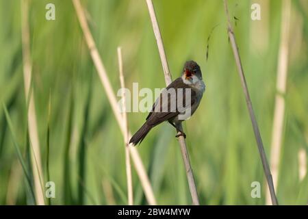 Schildfroster-Acrocephalus scirpaceus im Lied. Stockfoto