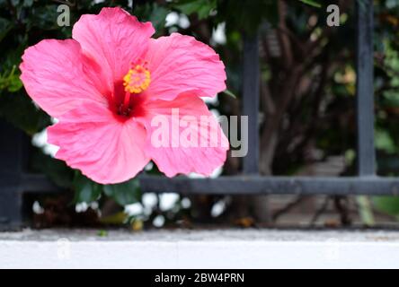 Rosa und rote Hibiskusblüten auf dunkelgrünem Hintergrund. Stockfoto