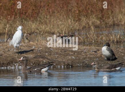 Schneegreiher, Egretta thula, Greater White-Fronted Geese, Anser albifrons und Northern Pintail, Anas acuta, im Colusa National Wildlife Refuge, Califo Stockfoto