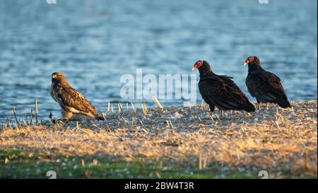 Ein Rotschwanzfalle, Buteo jamaicensis, und zwei Turkey Vultures, Cathartes Aura, treffen sich auf dem Boden im Sacramento National Wildlife Refuge, Ca Stockfoto