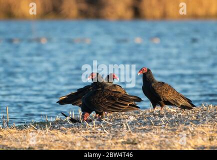 Turkey Vultures, Cathartes Aura, im Sacramento National Wildlife Refuge, Kalifornien Stockfoto