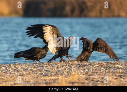 Turkey Vultures, Cathartes Aura, im Sacramento National Wildlife Refuge, Kalifornien Stockfoto