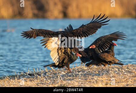 Turkey Vultures, Cathartes Aura, im Sacramento National Wildlife Refuge, Kalifornien Stockfoto