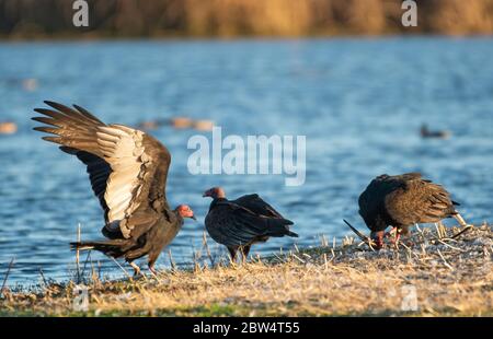 Turkey Vultures, Cathartes Aura, im Sacramento National Wildlife Refuge, Kalifornien Stockfoto