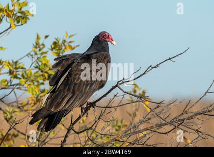 Ein Truthahn-Geier, Cathartes Aura, sitzt in einem Baum im Sacramento National Wildlife Refuge, Kalifornien Stockfoto