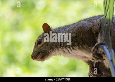 Nahaufnahme eines grauen Eichhörnchens auf einem Schäferhaken gehockt. Hintergrund verschwommen. Stockfoto