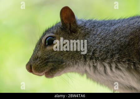 Nahaufnahme eines grauen Eichhörnchens auf einem Schäferhaken gehockt. Hintergrund verschwommen. Stockfoto