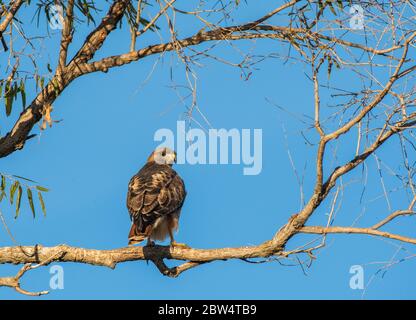Ein Rotschwanzhake, Buteo jamaicensis, steht in einem Baum im Sacramento National Wildlife Refuge, Kalifornien Stockfoto