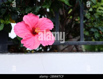 Rosa und rote Hibiskusblüten auf dunkelgrünem Hintergrund. Stockfoto