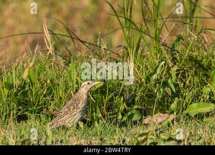 Die westliche Meadowlark, Sturnella neglecta, steht auf dem Boden im Sacramento National Wildlife Refuge, Kalifornien Stockfoto