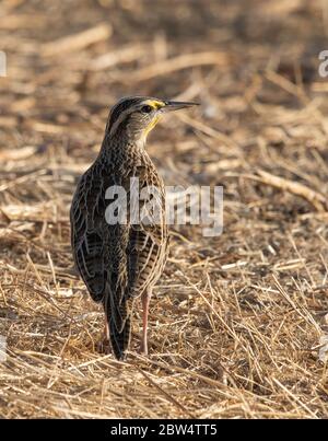 Die westliche Meadowlark, Sturnella neglecta, steht auf dem Boden im Sacramento National Wildlife Refuge, Kalifornien Stockfoto