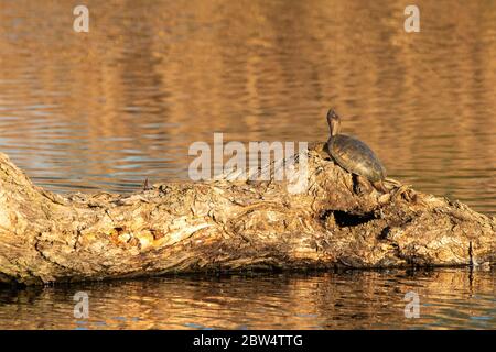 Northwestern Pond Turtle, Actinemys marmorata, sonnt sich auf einem Holzschatz in Colusa National Wildlife Refuge, Kalifornien Stockfoto