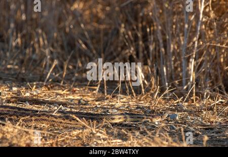 Pacific Gopher Snake, Pituophis catenifer catenifer, in Sacramento National Wildlife Refuge, Kalifornien Stockfoto