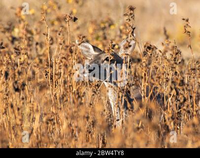 Schwarzschwanz-Hirsch, Odocoileus hemionus, im Sacramento National Wildlife Refuge, Kalifornien Stockfoto