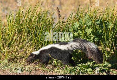 Striped Skunk, Mephitis mephitis, in Sacramento National Wildlife Refuge, Kalifornien Stockfoto