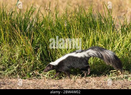 Striped Skunk, Mephitis mephitis, in Sacramento National Wildlife Refuge, Kalifornien Stockfoto