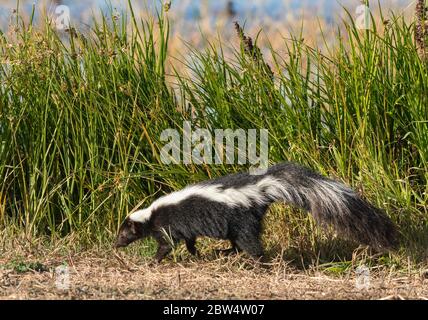 Striped Skunk, Mephitis mephitis, in Sacramento National Wildlife Refuge, Kalifornien Stockfoto