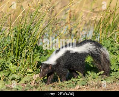 Striped Skunk, Mephitis mephitis, in Sacramento National Wildlife Refuge, Kalifornien Stockfoto