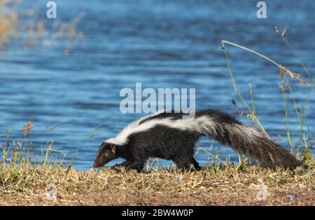 Striped Skunk, Mephitis mephitis, in Sacramento National Wildlife Refuge, Kalifornien Stockfoto