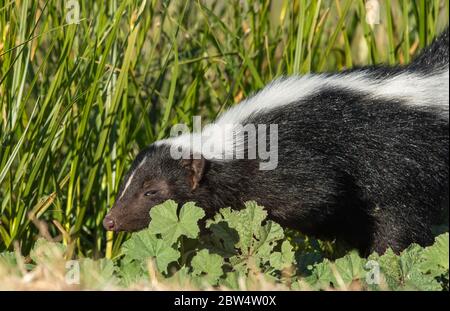 Striped Skunk, Mephitis mephitis, in Sacramento National Wildlife Refuge, Kalifornien Stockfoto