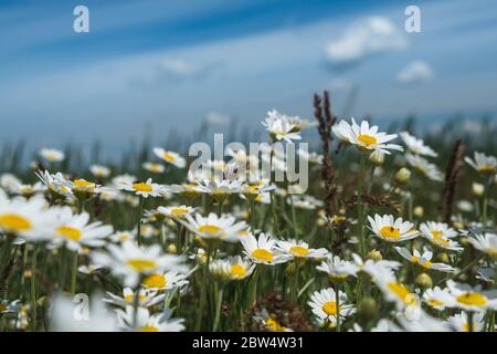 Gänseblümchen in einem Feld. Naturszene blühende medizinische Kamillen. Sommer Hintergrund Stockfoto