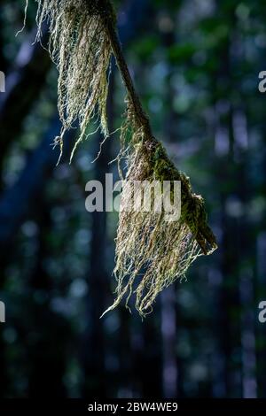 Alter Mann's Beard, Usnea sp., eine Art moosartige Flechten, die auf einem Ast wächst, Hamilton Marsh, Vancouver Island, British Columbia, Kanada Stockfoto