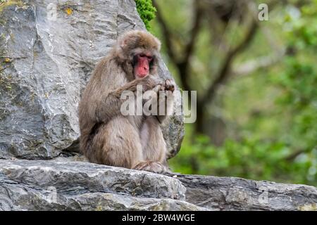 Japanischer Makak / Schneemaffe (Macaca fuscata) sitzt in Felswand, gebürtig aus Japan Stockfoto