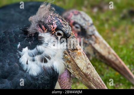 Marabou Storch (Leptoptilos crumenifer / Leptoptilos crumeniferus) Nahaufnahme Porträt von großen Schnabel und Gelenk Sack, aus Afrika Stockfoto