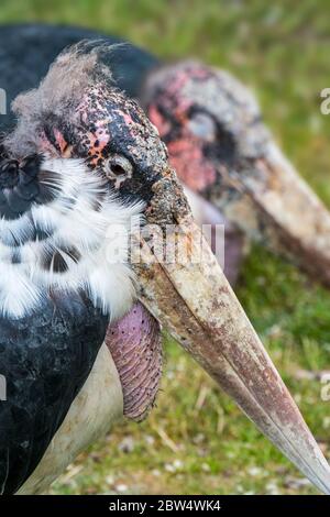 Marabou Storch (Leptoptilos crumenifer / Leptoptilos crumeniferus) Nahaufnahme Porträt von großen Schnabel und Gelenk Sack, aus Afrika Stockfoto