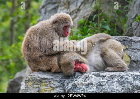 Weiblicher japanischer Makak / Schneemaffe (Macaca fuscata), der für Zecken pflegert und in Japan beheimatet ist Stockfoto