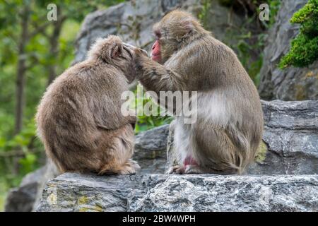 Männchen Japanischer Makak / Schneehäffe (Macaca fuscata) Pflegeleichte Weibchen für Zecken, gebürtig aus Japan Stockfoto