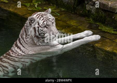 Weißer Tiger / gebleichter Tiger (Panthera tigris) Pigmentvariante des bengalischen Tigers, der sich im Wasser des Teiches abkühlt, heimisch in Indien Stockfoto