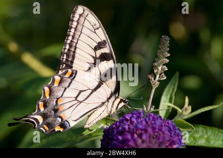 Ein östlicher Tigerschwanzschwanz auf einem Schmetterlingsbusch. Stockfoto