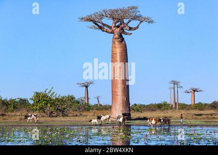 Herde von Kühen in der Nähe von Baobab Alley Wasser Lilien im Teich Stockfoto