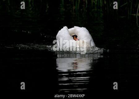 Höckerschwan (Cygnus Olor) Stockfoto