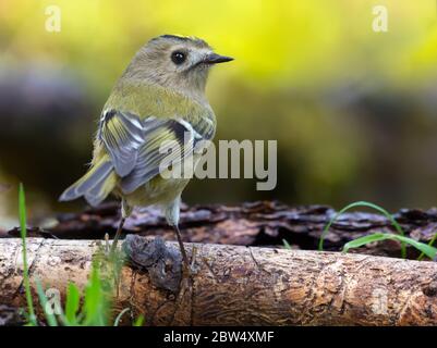 Rückansicht Goldcrest (regulus regulus) thront auf kleinen trockenen Zweig in Sommerwäldern Stockfoto