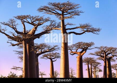 Sonnenuntergang in der Baobabs Allee Morondava Madagaskar Stockfoto