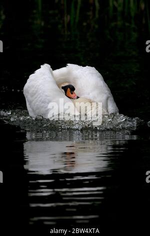 Höckerschwan (Cygnus Olor) Stockfoto