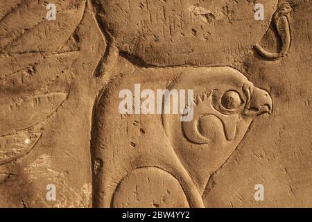 Kopf des Falken, der einen alten ägyptischen mythologischen gott darstellt, der an der Wand des Kom Ombo Tempels in der Nähe von Assuan in Ägypten geschnitzt wurde. Stockfoto