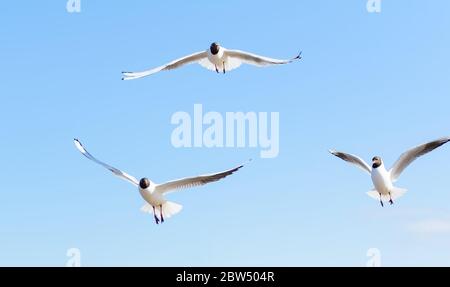 Drei Möwen fliegen im blauen Himmel, mit offenen Flügeln. Schwarzkopfmöwen (Chroicocephalus ridibundus) über der Ostsee. Stockfoto