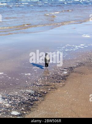 Graue Krähe, die im Meerwasser nahe der Küste läuft Stockfoto