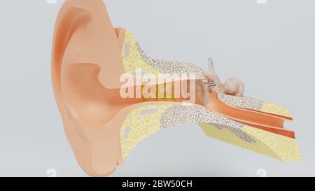 3d Rendern Strukturen des menschlichen Ohres mit dem Bild aller Komponenten oft Stockfoto