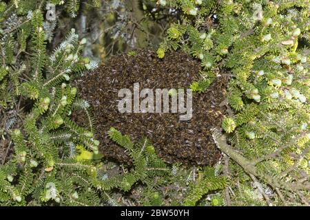 Ein Bienenschwarm, der im Frühling an einem Nadelbaum in einem Garten in freier Wildbahn hängt Stockfoto