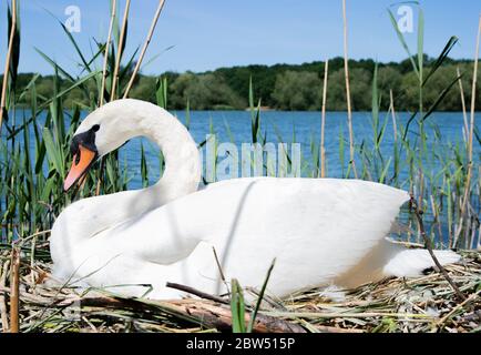 Weiblicher stumpfe Schwan, Cygnus olor, Eier auf Nest brüten, Brent Reservoir, auch bekannt als Welsh Harp Reservoir, London, Großbritannien Stockfoto