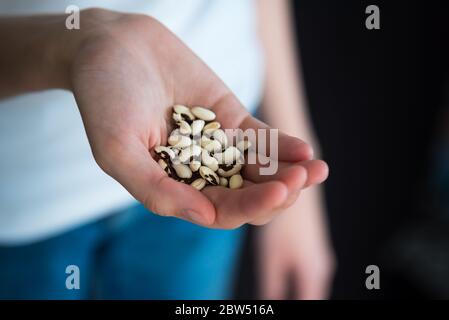 Nahaufnahme der Hand der Frau, die gelbe Wachssamen hält, die bereit sind, im Garten zu Pflanzen Stockfoto
