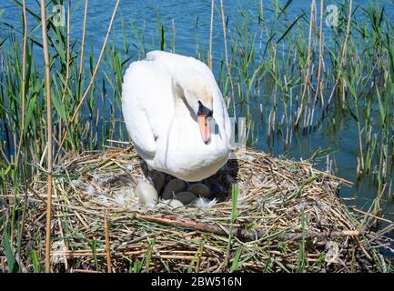 Weiblicher Mute Swan, Cygnus olor, Brut sieben Eier auf Nest, Brent Reservoir, auch Welsh Harp Reservoir, London, Vereinigtes Königreich Stockfoto